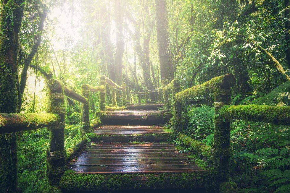 A wooden footbridge leading through a sunlit forest