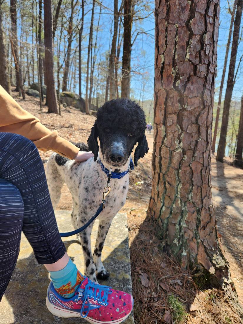 A dog joining the walk